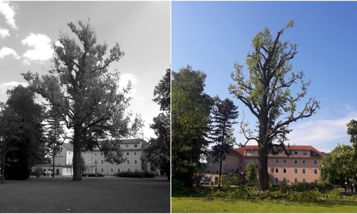 Redukcia senescentných stromov