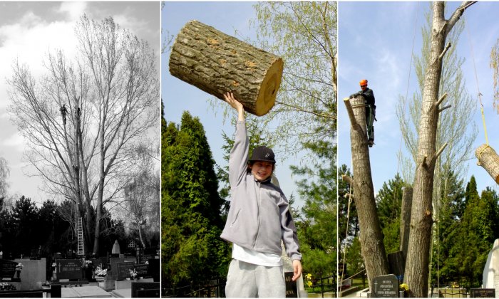 Výrub stromu na cintoríne