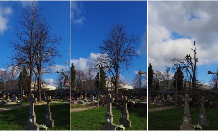 Výrub stromov na cintoríne