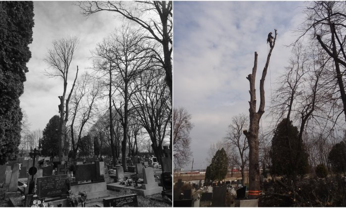 Výrub stromu cintorín